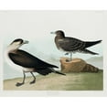 thumbnail image 2 of Audubon, John James 18x15 Gold Ornate Wood Framed with Double Matting Museum Art Print Titled - Richardsons JagerÂ , 2 of 4