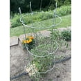 thumbnail image 3 of Glamos Wire 42 inch Heavy Duty Collapsible Plant Support 2-Pack, 3 of 8
