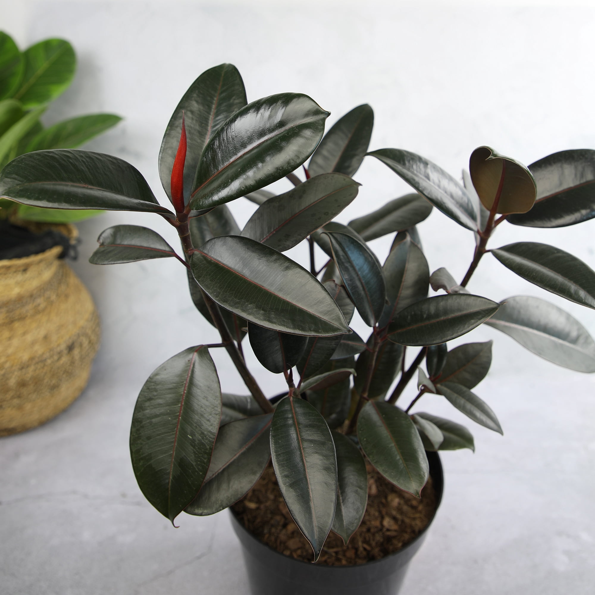 Ficus 'Burgundy' Rubber Tree Houseplant | 8in Grow Pot; Indirect Light | Element by Altman Plants
