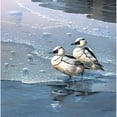thumbnail image 3 of Weenink, Jan 20x20 Black Modern Framed Museum Art Print Titled - Ducks, 3 of 5