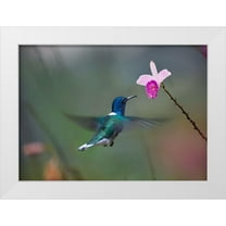 Fitzharris, Tim 14x11 White Modern Wood Framed Museum Art Print Titled - White Necked Hummingbird at Bamboo Orchid