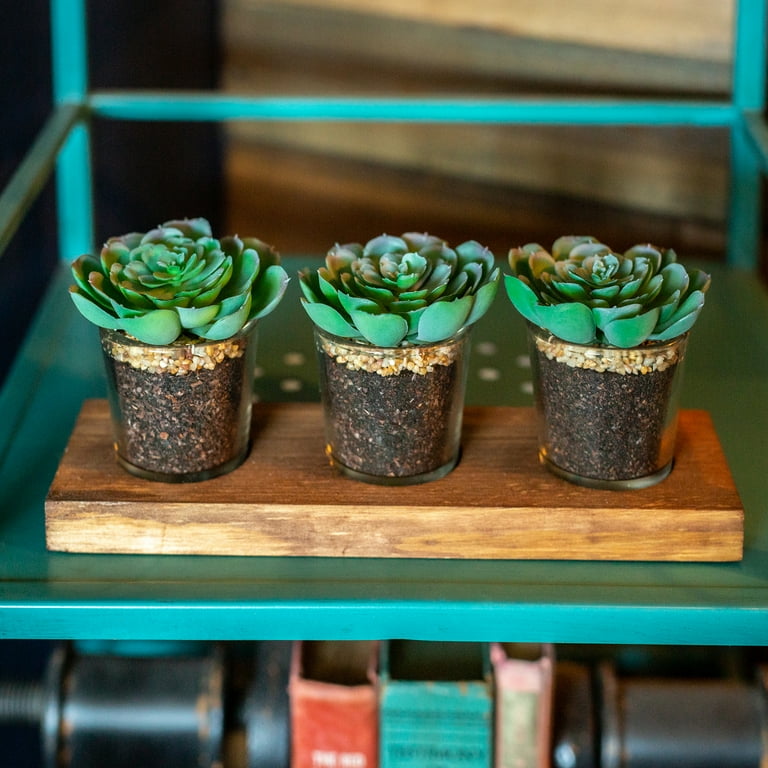 Flora Bunda 3 Pack Artificial Succulents in Round Clear Shot Glass Pots on  Wood Tray - Walmart.com