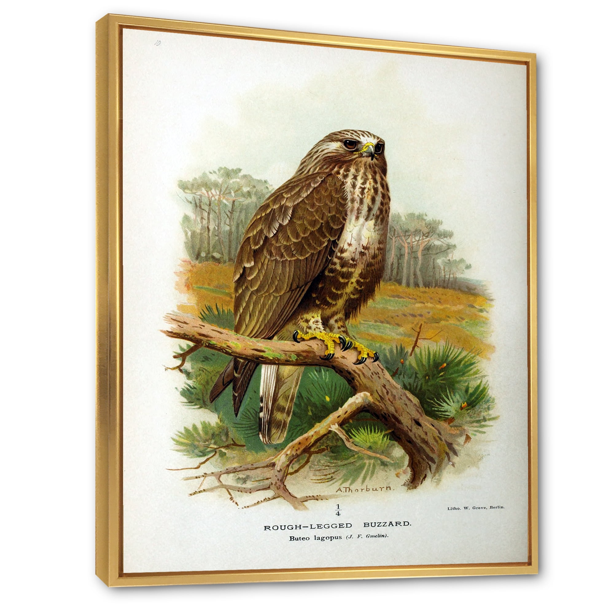 Designart 'Ancient Bird Life IX' Traditional Framed Canvas Wall Art Print