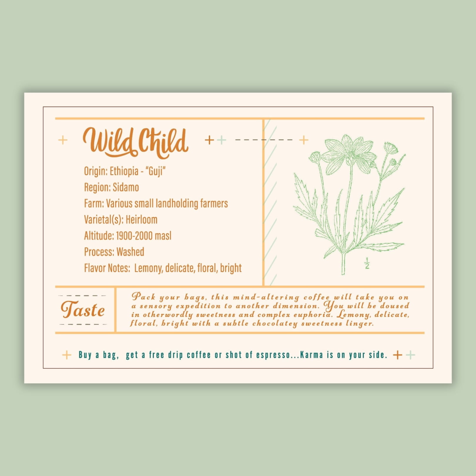 Wild Child | 12oz Whole Bean Light Roast Coffee