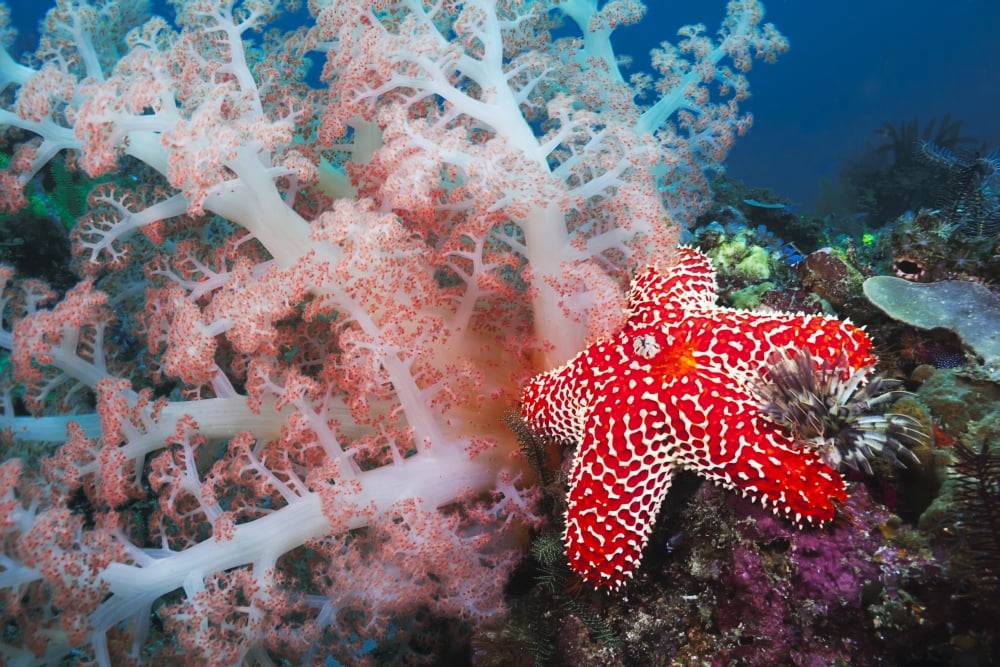 Alconarian coral starfish crinoids and a feather dust worm all compete for space in this Indonesian reef scene off Rinca Island in Komodo National Park Indonesia Canvas Art - Dave Fleetham Design Pic