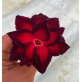 VULCANUS NX" Adenium Obesum Grafted Plant "Desert Rose Plant *USA