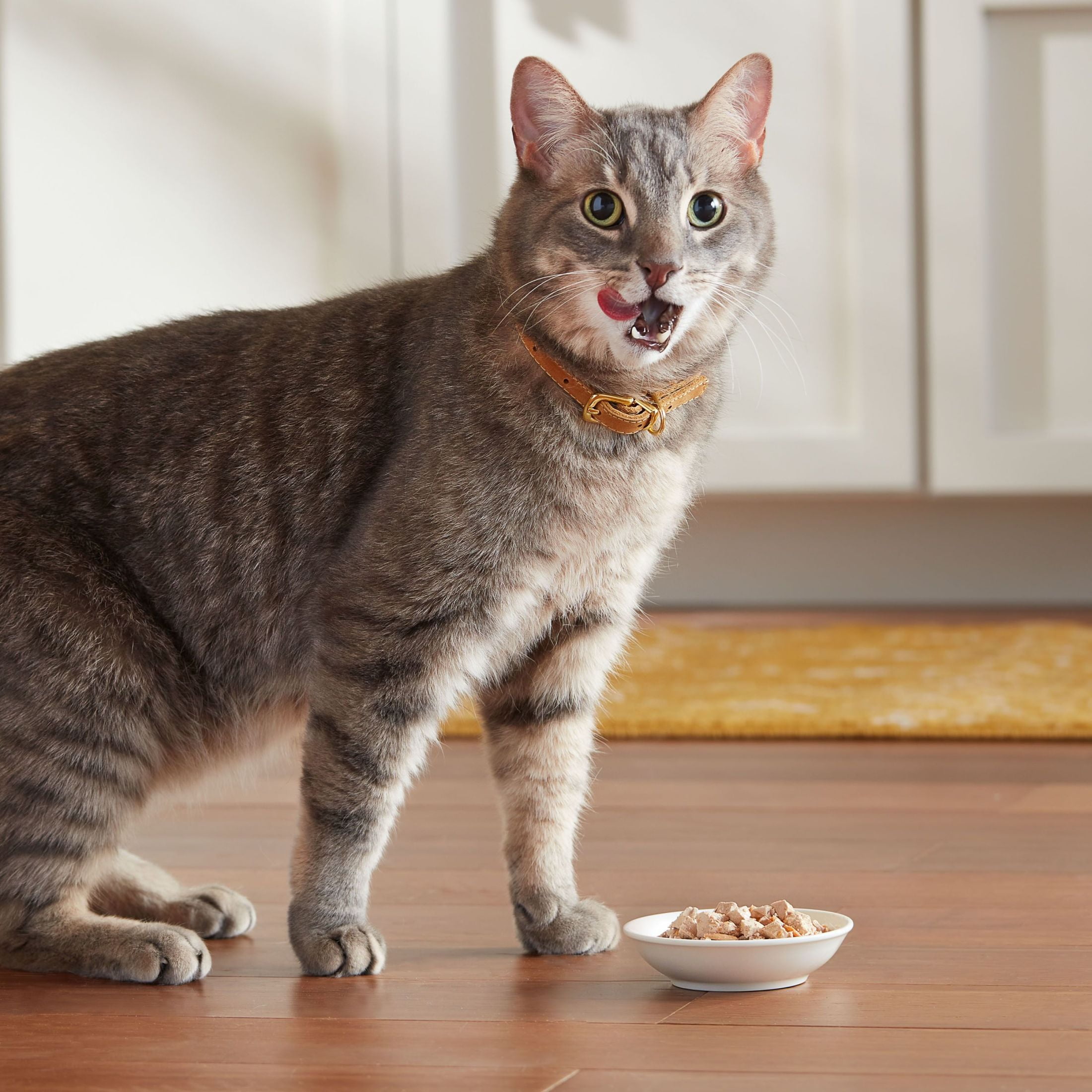 Meow Mix Chunks in Gravy Wet Cat Food With REAL Chicken Breast, 2.75 oz Cup (Packaging And Formulation Updates Underway)