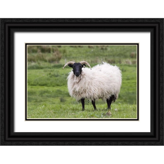 Kaveney, Wendy 32x23 Black Ornate Wood Framed with Double Matting Museum Art Print Titled - Ireland, Westport A sheep in the countryside