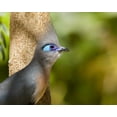 thumbnail image 2 of Williams, Joanne 14x12 Black Ornate Wood Framed with Double Matting Museum Art Print Titled - Madagascar Crested coua next to tree, 2 of 4