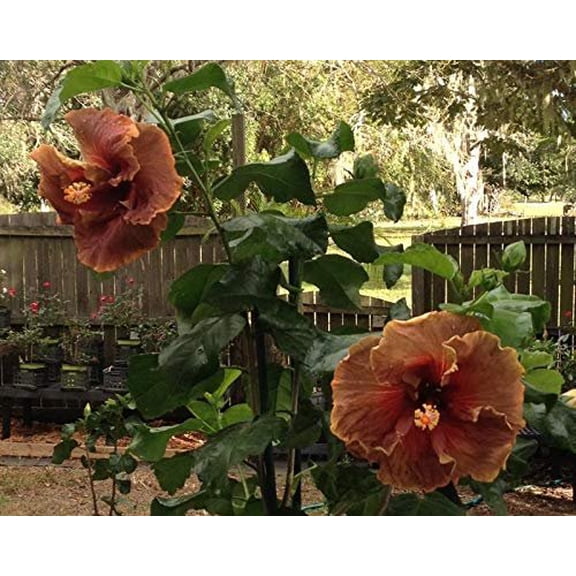 Hibiscus Cajun Color Live Tropical Plant  Tropical Flowering Shrub  Voodoo Magic 4 Inch Pot Hibiscus Hybrid for Garden or Patio  Exotic Voodoo Magic Flowers, Perennial Hibiscus Plant 4 Inch Pot