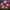 Pink, variant on Syenll Solar Garden Light Outdoor, Solar Flower Lights with 5 Rose Flowers, LED Waterproof Solar Lights for Patio Yard Pathway, Red