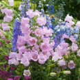 5000+Perennial Mixed Campanula Bellflower Flower Seeds for PlantingNon
