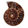 thumbnail image 2 of 2 piezas de concha de espécimen fósil de amonita, piedras naturales y minerales de Madagascar (4 CM) VoborMX herramienta, 2 of 6