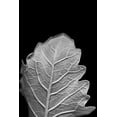 thumbnail image 2 of Stramel, Renee W. 13x18 White Modern Wood Framed Museum Art Print Titled - Striking Leaf III, 2 of 4