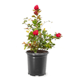 thumbnail image 6 of Dynamite Crape Myrtle Plant, Red Flowering Tree for Landscape, 6 of 7