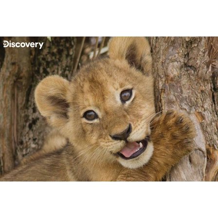 Lion Cub Discovery