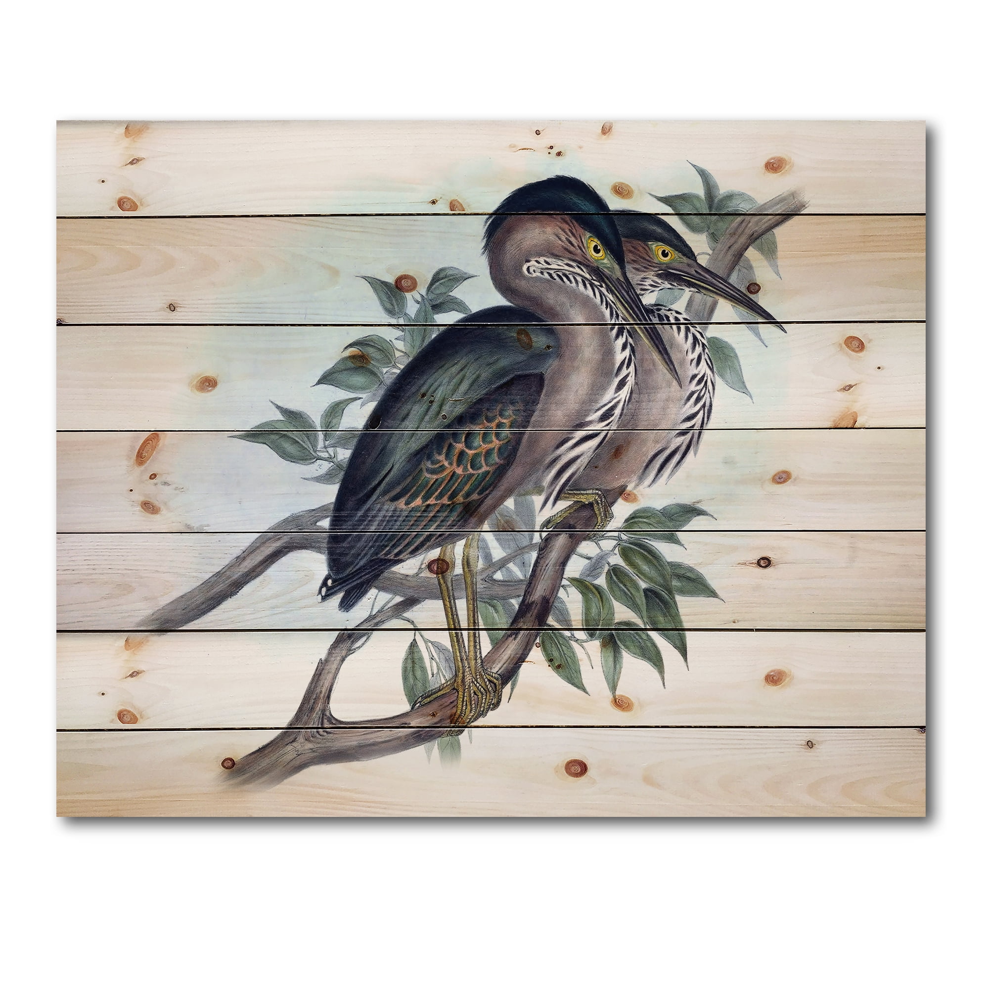 Designart 'Ancient Australian Birds VII' Traditional Print on Natural Pine Wood