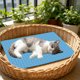 thumbnail image 1 of Alfombrilla Refrescante para Mascotas (Perros y Gatos) con Base Antideslizante – Cama Portátil Autoenfriadora para Jaula, Sofá, Suelo, Asiento de Coche – Almohadilla de Hielo Lavable para Alivio En C, 1 of 6