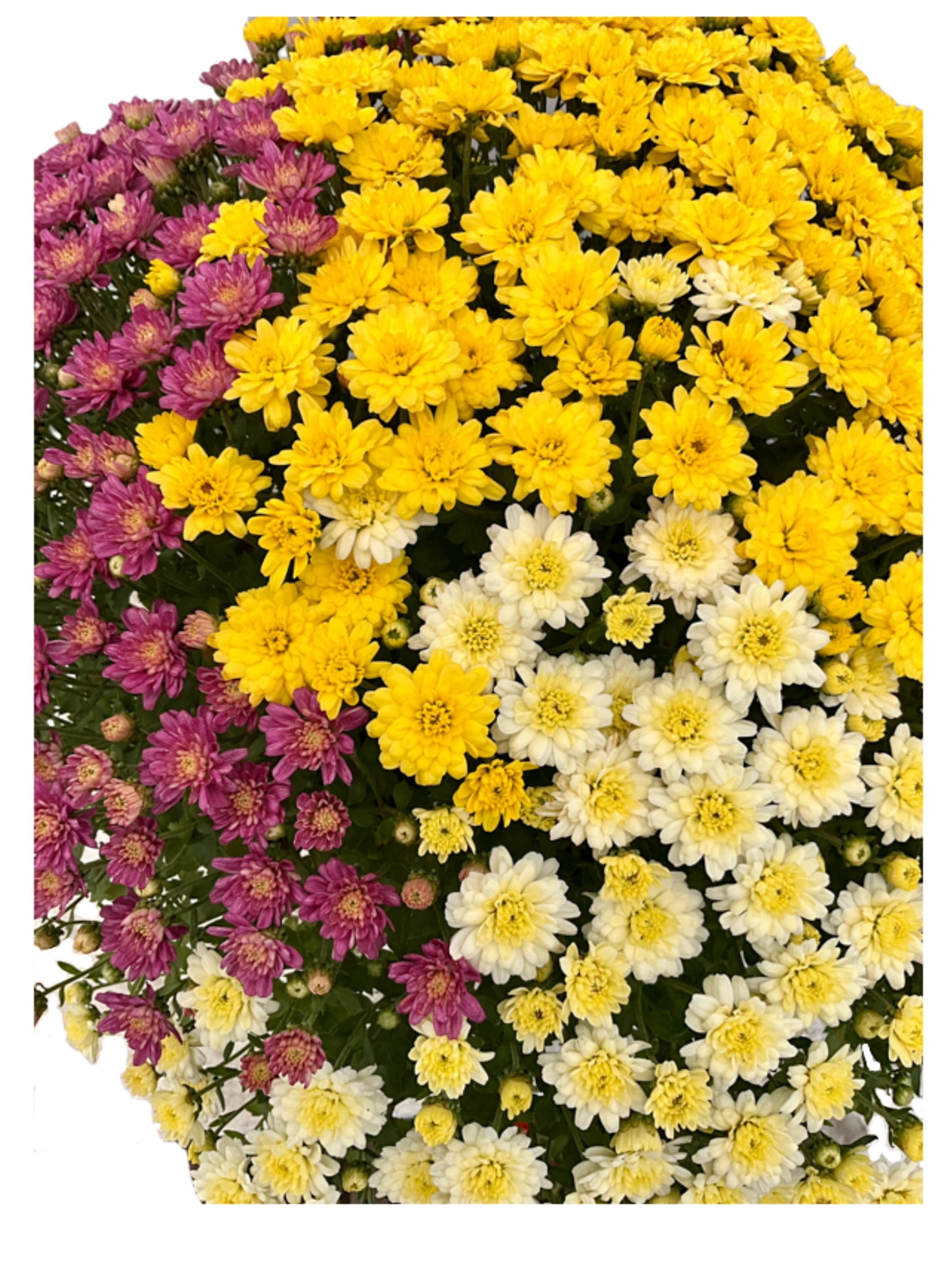 Better Homes & Gardens 1.5G Tricolor Mum Live Plant in Grower Pot