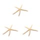 thumbnail image 2 of Cateissary Natural 5-12 cm/10-12 cm dedo blanco estrella de mar mar elegante hogar pelo boda decoración y proyecto artesanal Type2 NO2, 2 of 6