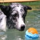 thumbnail image 2 of Juguete Masticable Para Perros Juguete Interactivo Resistente A Mordeduras Juguete Luminoso De Agua Vocal Para Mascotas Scienceny PT002431-01, 2 of 6