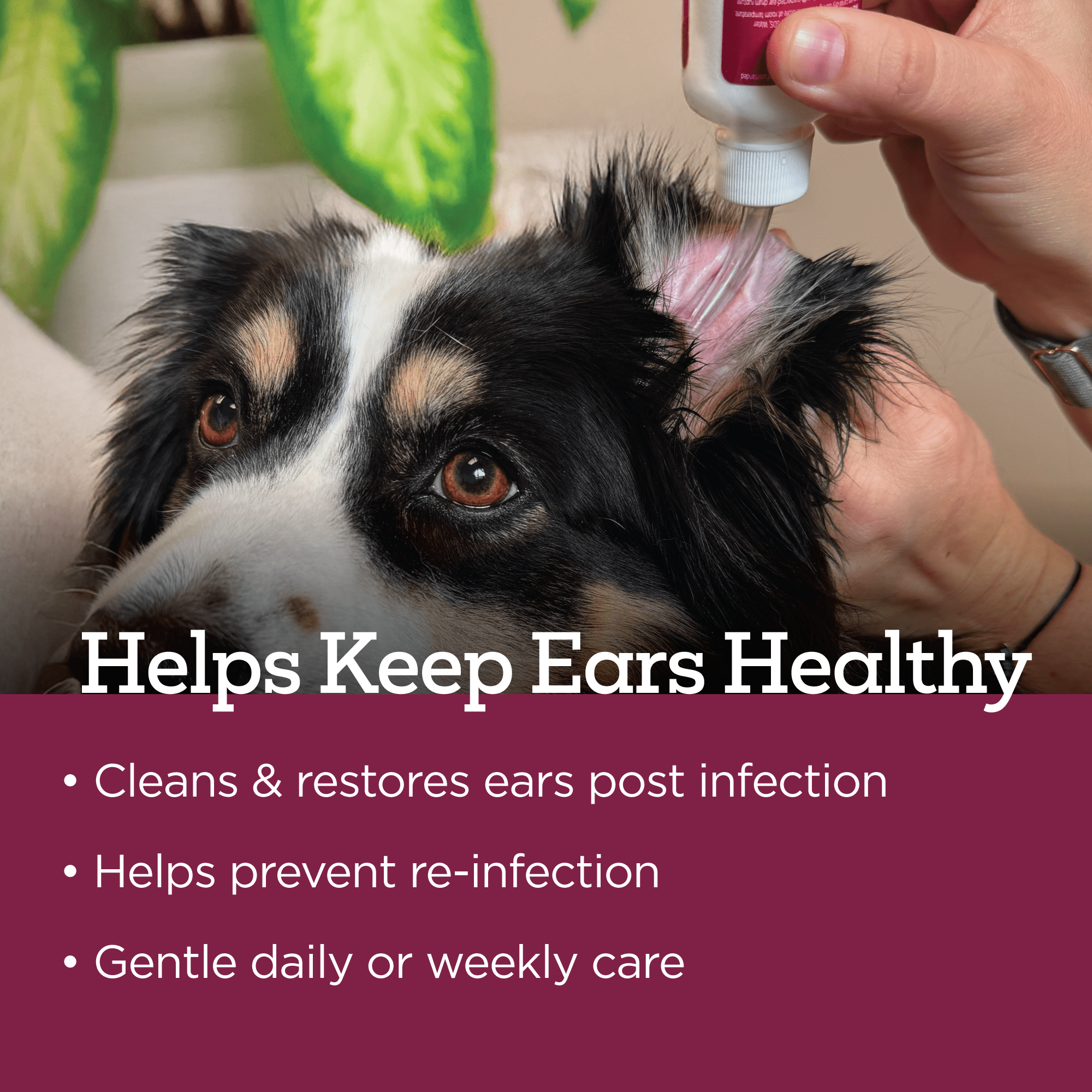 Vetality Medicated Otic Ear Care Liquid and Cleaner with Hydrocortisone for Dog, 2 fl oz Bottle