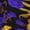 1 Black, variant on Picia Women Crew Soft Moisture-wicking Socks Golden Snake And Purple Rose Pattern Design Cotton Socks, One Size fit All