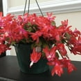 thumbnail image 2 of Red Christmas Cactus Live Indoor Outdoor Plant, Thanksgiving Cactus in Small Pot, Ideal for Seasonal Display, 2 of 5