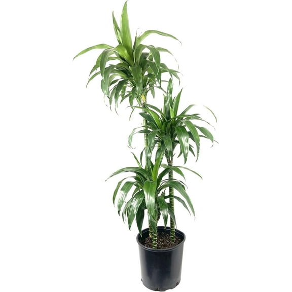 Dracaena Lisa Elegance Cane - Live Plant in a 10 inch Pot - Dracaena Deremensis - Beautiful Easy Care Air Purifying Indoor Houseplant