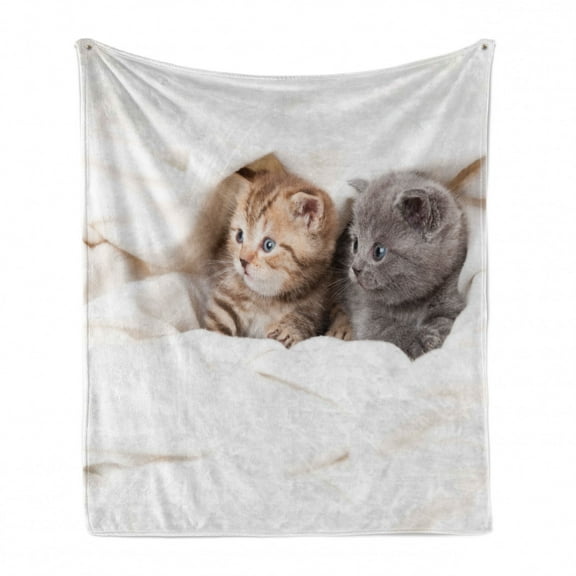 Animal Soft Flannel Fleece Throw Blanket, 2 Little Scottish Fold Kittens on the White Background Digital Artwork Print, Cozy Plush for Indoor and Outdoor Use, 60" x 80", White and Grey, by Ambesonne