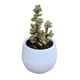 thumbnail image 1 of Maceta de Plástico ANGGREK Contenedor de Flores Para Plántulas, 1 of 2