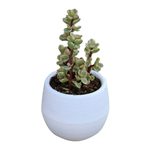 Flower Pot Seedling Flower Container Seedling Pot Plastic Flower Pot Succulent Pot Succulent Pot Mini Seedling Flower Container Plastic Flower Pot For Garden Courtyard Balcony