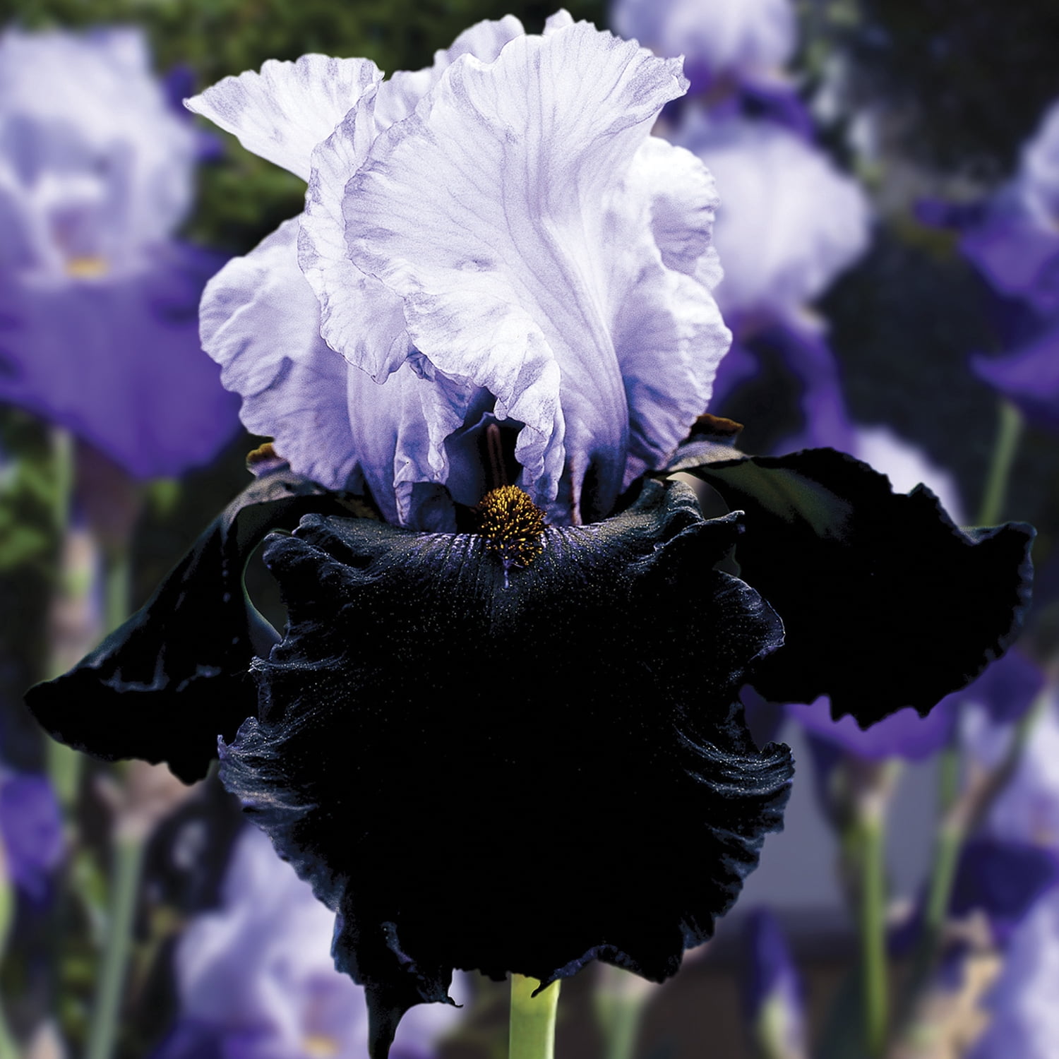 Expert Gardener Bearded Iris Dangerous Mood Plant Bulbs (1 Dormant Bulb)
