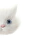 thumbnail image 4 of Cabeza De Gato De Simulación Modelo Animal Lindo Broche De Gato De Plástico Accesorio De Bricolaje, 4 of 9