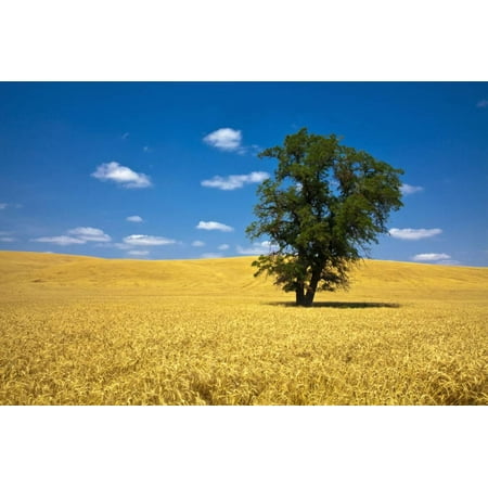Harvest By Terry - Lone Tree in Harvest Wheat, Palouse Country, Washington, USA Print Wall Art By Terry Eggers