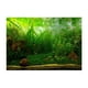 thumbnail image 3 of Colores de elección múltiple: tamaños, acuario y fondo de Póster Pegatina Waterweeds M Gloria Pecera Pegatina de fondo, 3 of 8