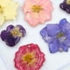 thumbnail image 4 of Flores secas Macarena 18 piezas para bricolaje Resina Joyería Colgante, 4 of 5