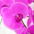 thumbnail image 4 of Flores artificiales de Phalaenopsis de 38 pulgadas, ramas de orquídeas de tacto real (no de seda) para decoración de bodas en el hogar, oficina, paquete de 2 (rojo rosa) Fason SNFLD1761, 4 of 7