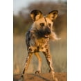 thumbnail image 2 of Zuckerman, Jim 11x14 Gold Ornate Wood Framed with Double Matting Museum Art Print Titled - Africa, Namibia Wild dog close-up, 2 of 4