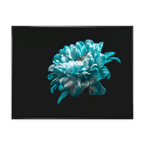 Designart 'Close Up Of White and Pure Blue Daisy Flower II' Traditional Framed Canvas Wall Art Print