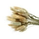 thumbnail image 4 of 1 paquete/50 piezas de hierba seca de cola de conejo, heno, cola de conejo, plantas naturales, flores secas decorativas, decoración pastoral para el hogar, accesorios de fotos (color original), 4 of 5