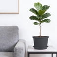 thumbnail image 2 of Maceta de Plástico Grueso con Bandeja – Maceta Resistente para Uso Interior y Exterior, Ideal para Plantas de Jardín y Decoración Del Hogar., 2 of 6