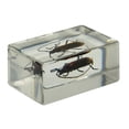 thumbnail image 2 of 3D Bug Specimen Kit #1, 2 of 4