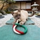 thumbnail image 4 of Juguete interactivo de tela para gatos, cuerda de dentición para gatitos y gatos adultos, masaje de encías y limpieza dental, juego de mordeduras en interiores, 4 of 7