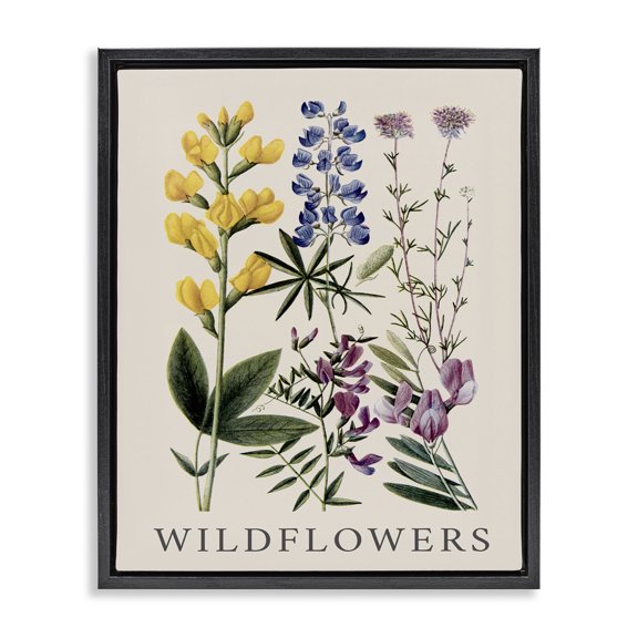 Stupell Industries Transitional Wildflower Species Study Black Floating Frame Canvas Art, 17 x 21, by Piddix