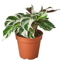 Calathea White Fusion Live Plant for Indoor | Different Houseplants in 4'' & 6'' Pot | Real House Plant for Living Room, Office, Desk & Bathroom | Peacock Plant | Zebra Plant