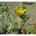 thumbnail image 3 of Popcorn 16x15 Black Modern Framed Museum Art Print Titled - Cholla Bloom II, 3 of 5