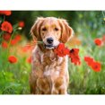 thumbnail image 2 of Kits de pintura de diamante 5D DIY Wdftyju Cuadro de mosaico de cachorro de Taladro redondo completo E1045, 2 of 8