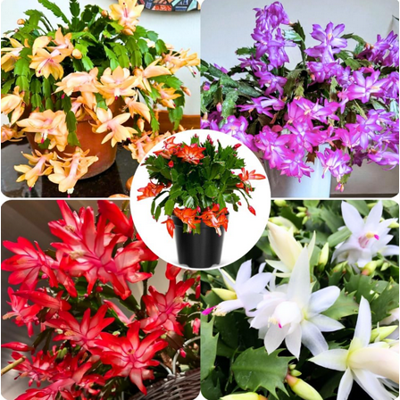 4 Mix Color Christmas Cactus Live Plant for Planting, Holiday Cactus Flowers 4 -6 Inch Tall in 3" Pot