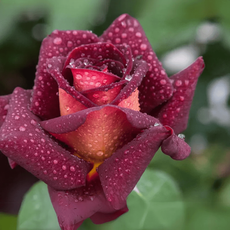 30 Dark Night Hybrid Tea Rose Seeds
